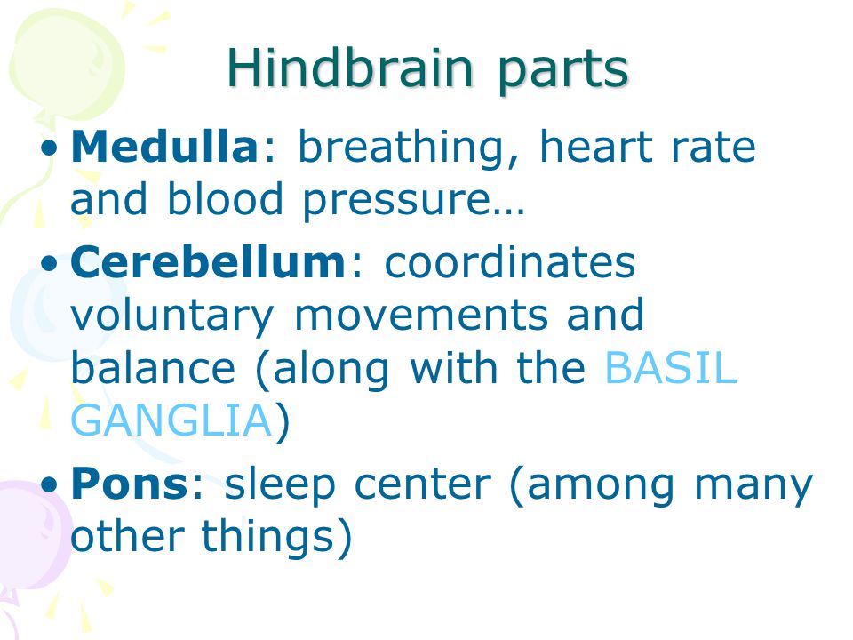Hindbrain parts Medulla: breathing, heart rate and blood pressure…