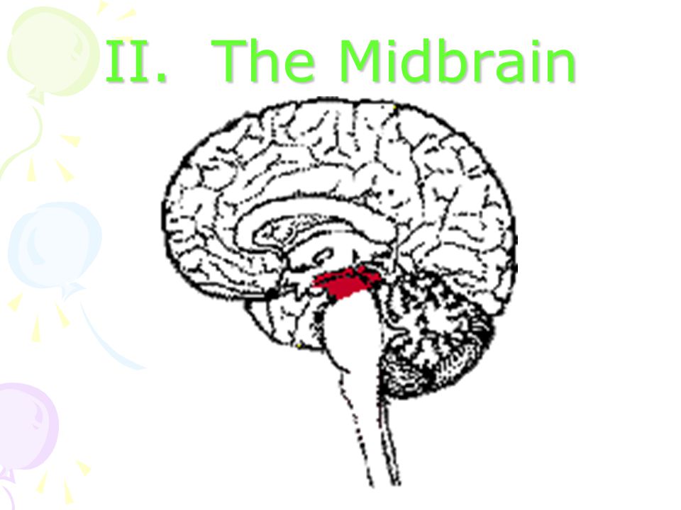 II. The Midbrain