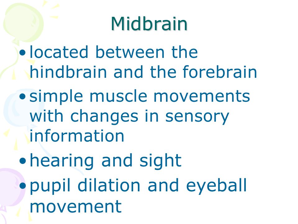 Midbrain hearing and sight pupil dilation and eyeball movement