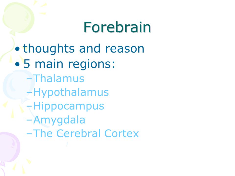 Forebrain thoughts and reason 5 main regions: Thalamus Hypothalamus