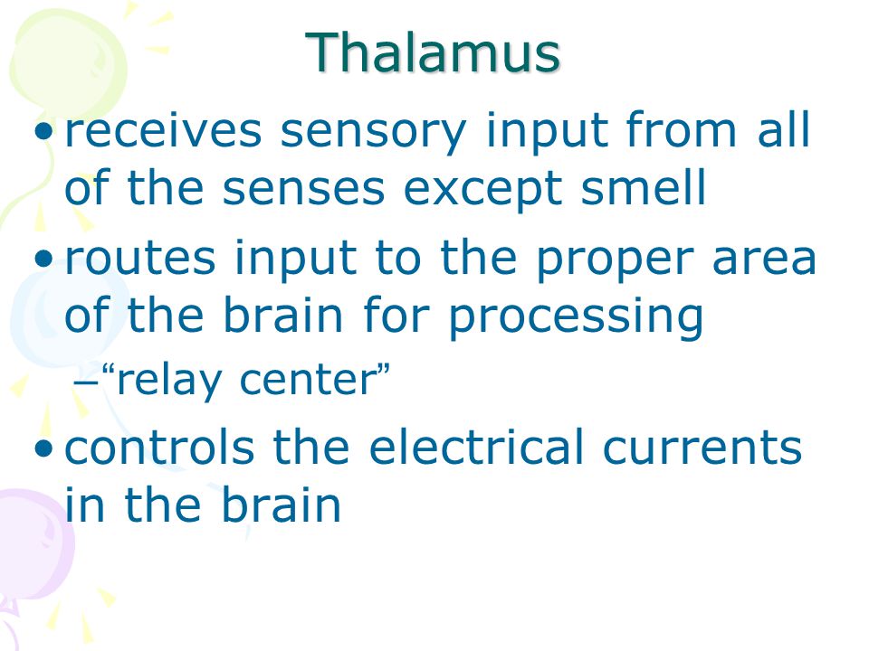 Thalamus receives sensory input from all of the senses except smell