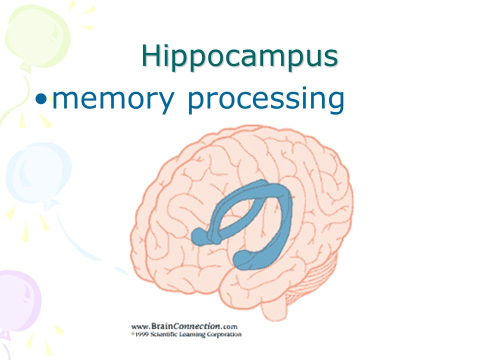 Hippocampus memory processing
