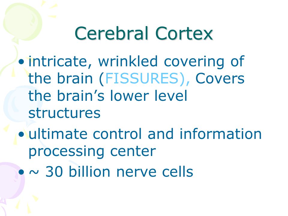 Cerebral Cortex intricate, wrinkled covering of the brain (FISSURES), Covers the brain’s lower level structures.