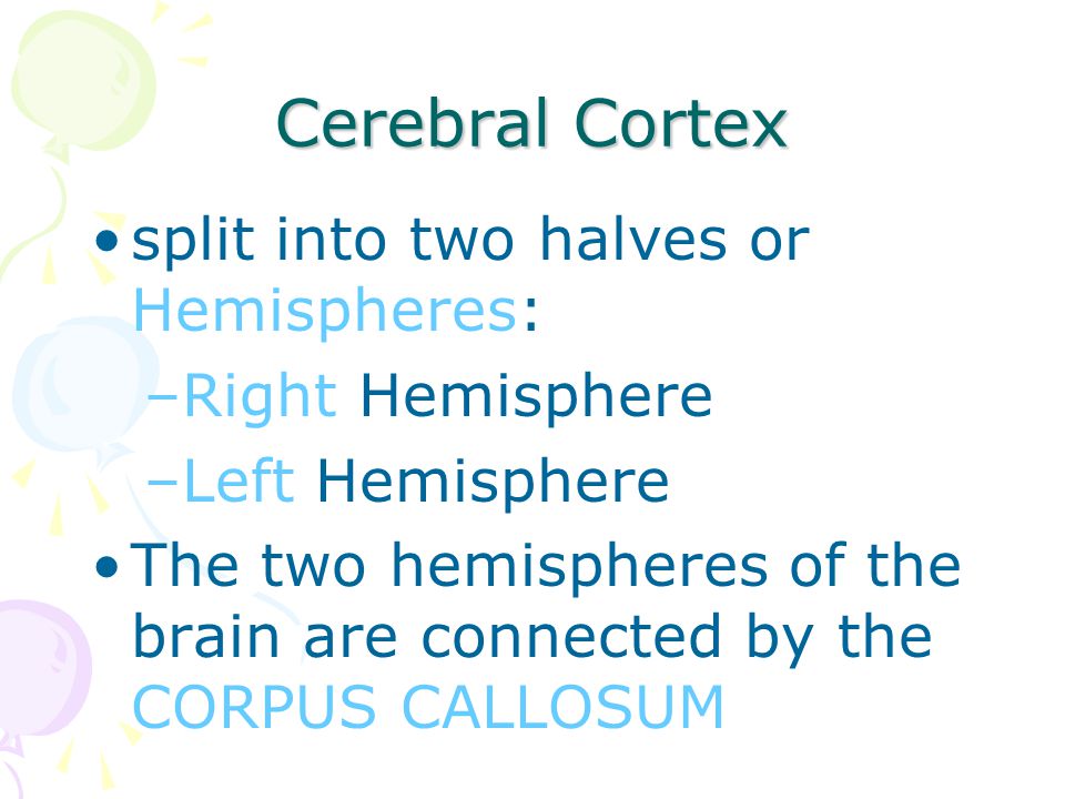 Cerebral Cortex split into two halves or Hemispheres: Right Hemisphere