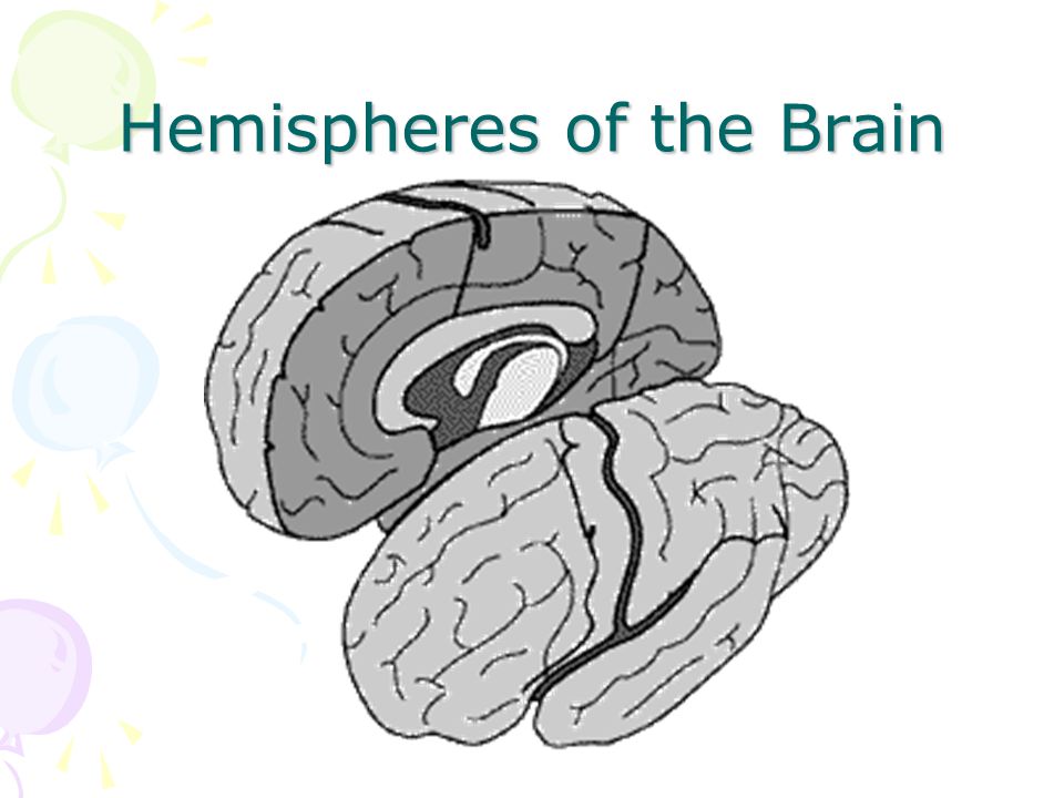 Hemispheres of the Brain