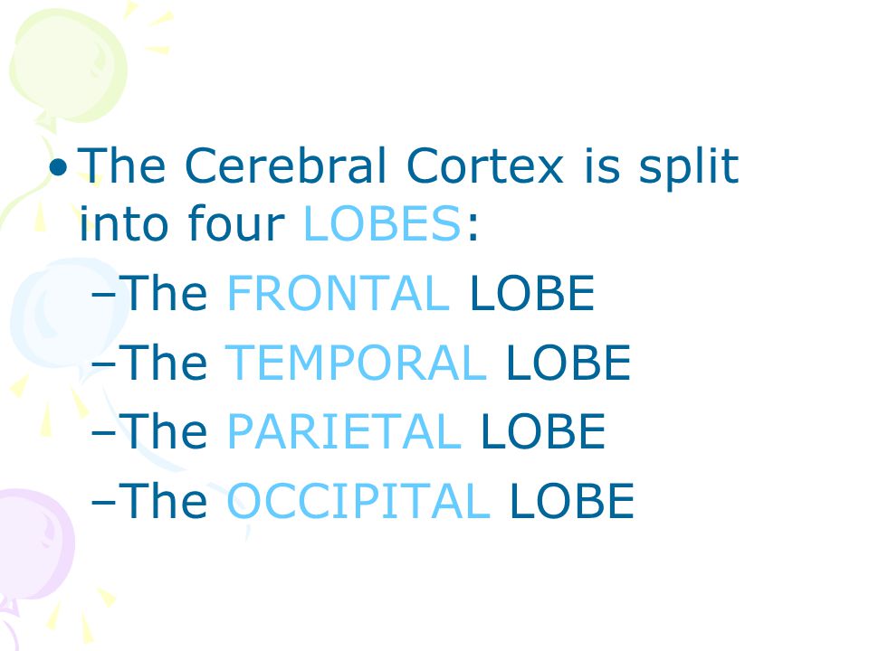 The Cerebral Cortex is split into four LOBES: