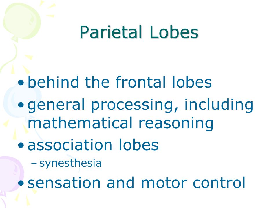 Parietal Lobes behind the frontal lobes