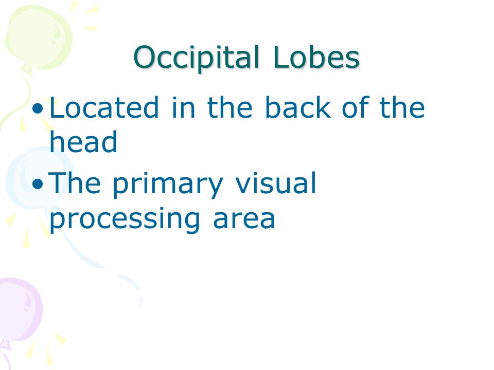 Occipital Lobes Located in the back of the head