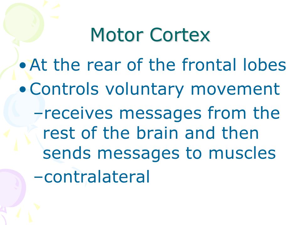 Motor Cortex At the rear of the frontal lobes