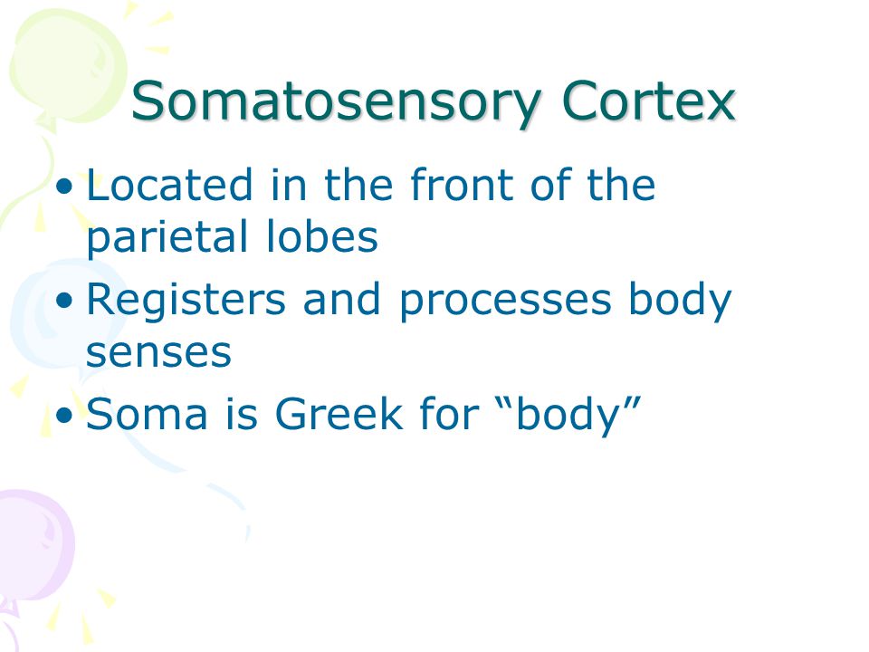 Somatosensory Cortex Located in the front of the parietal lobes