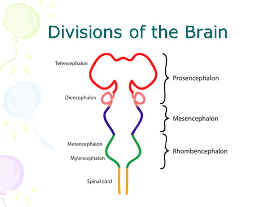Divisions of the Brain