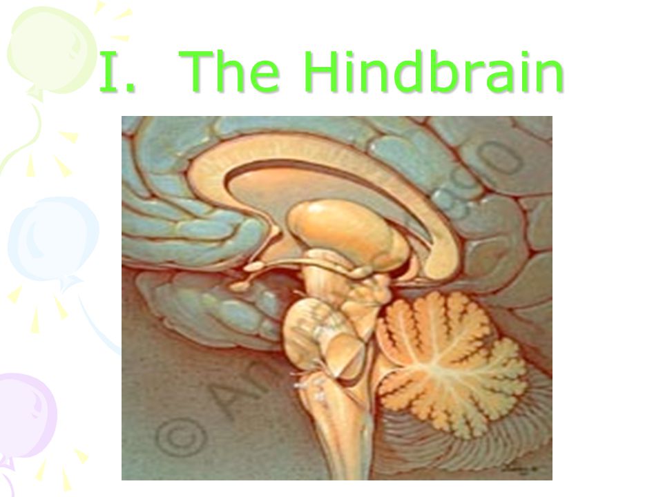 I. The Hindbrain