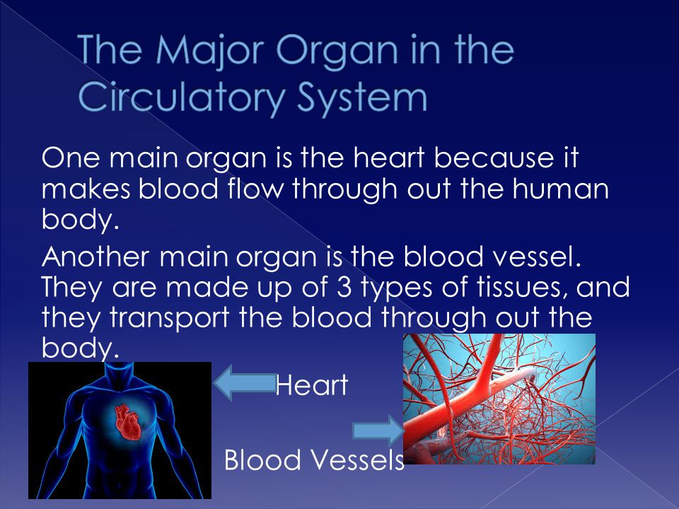 The Major Organ in the Circulatory System