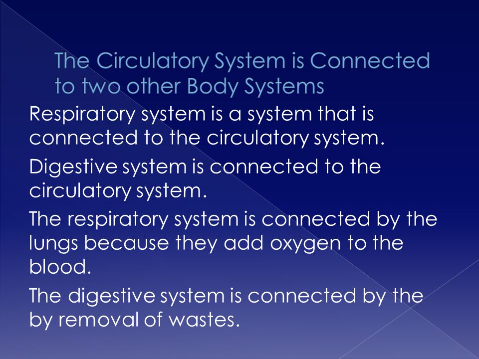 The Circulatory System is Connected to two other Body Systems