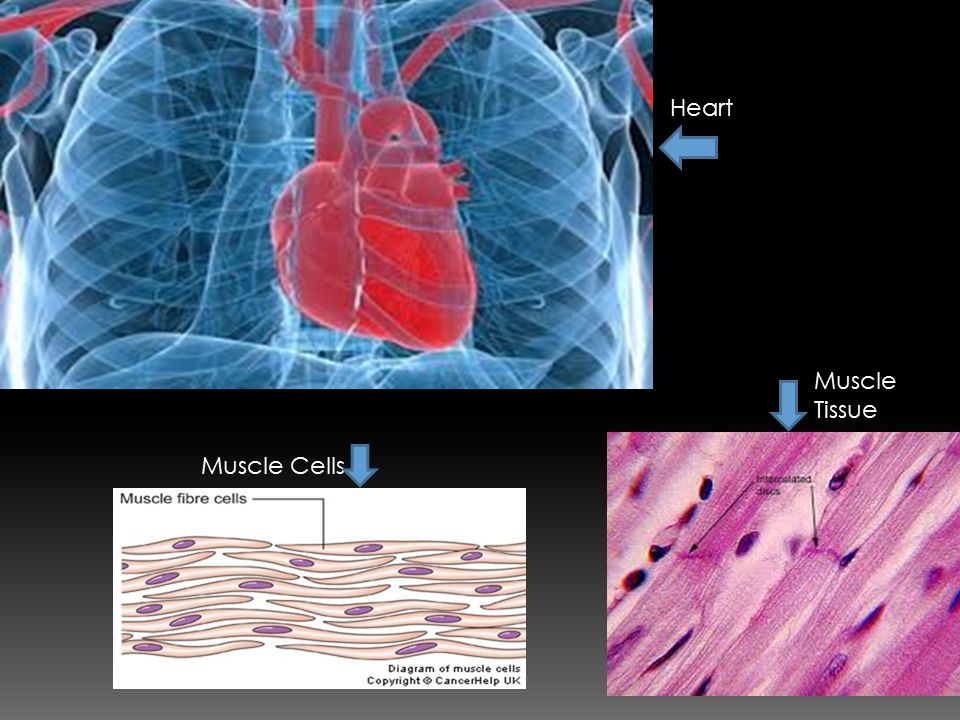 Heart Muscle Tissue Muscle Cells