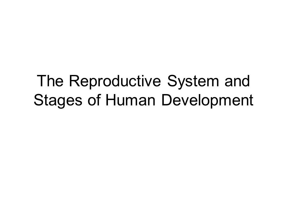 The Reproductive System and Stages of Human Development