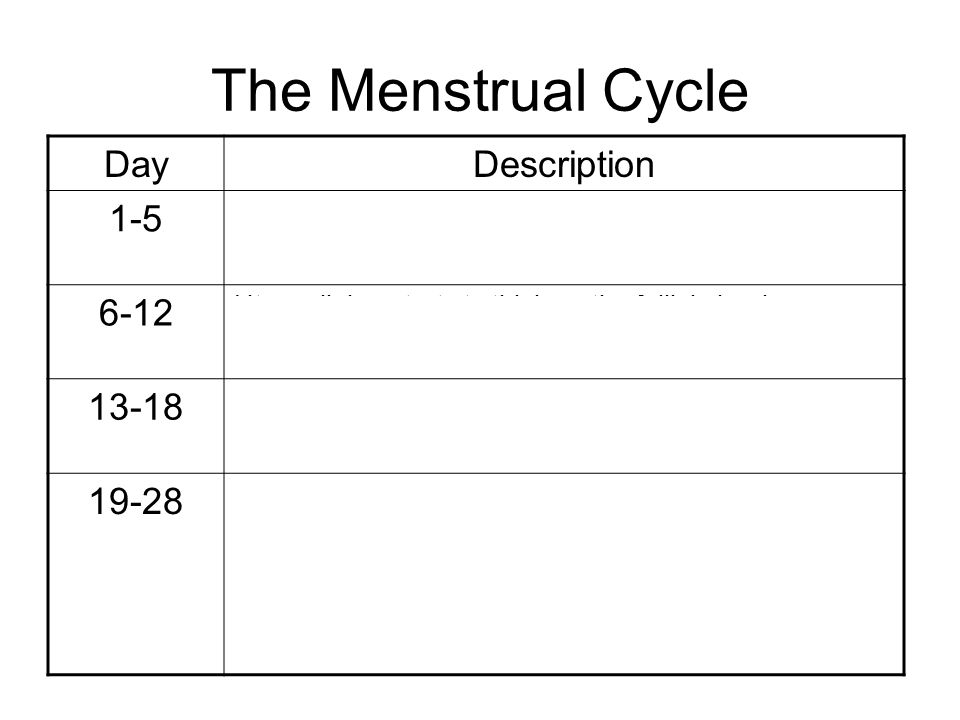 The Menstrual Cycle Day Description