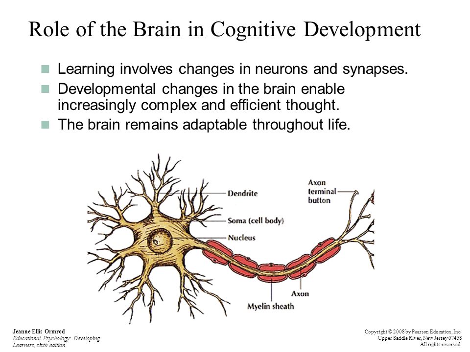 Role of the Brain in Cognitive Development