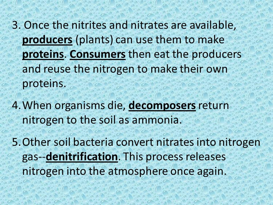 3. Once the nitrites and nitrates are available, producers (plants) can use them to make proteins. Consumers then eat the producers and reuse the nitrogen to make their own proteins.