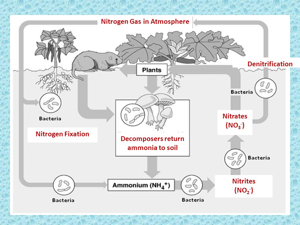 Nitrogen Gas in Atmosphere Decomposers return ammonia to soil