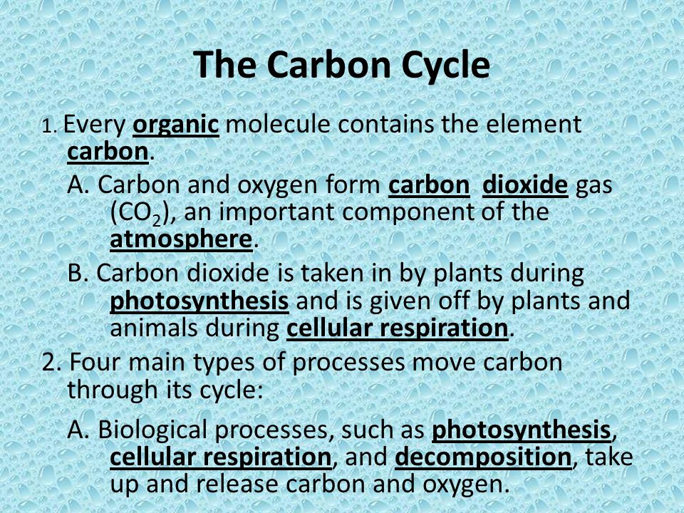 The Carbon Cycle 1. Every organic molecule contains the element carbon.