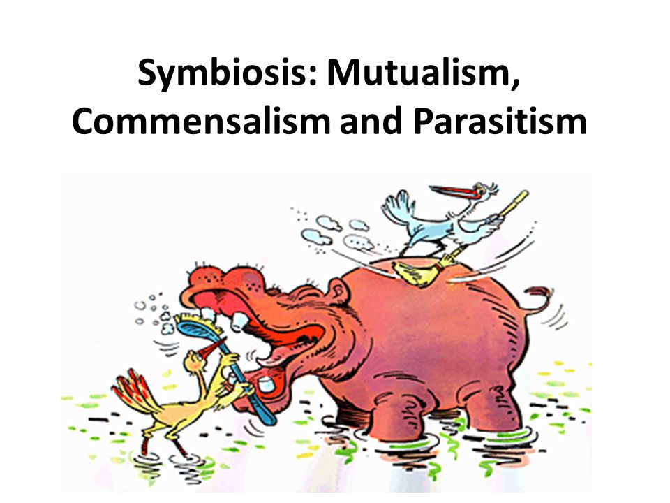 Symbiosis Mutualism Commensalism And Parasitism Ppt Video