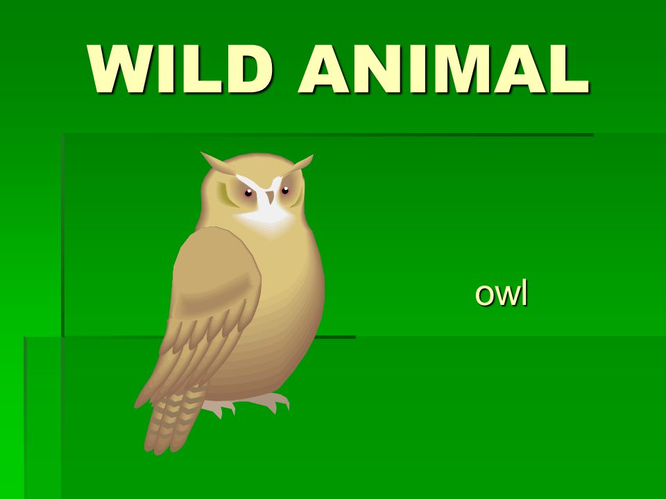 WILD ANIMAL owl