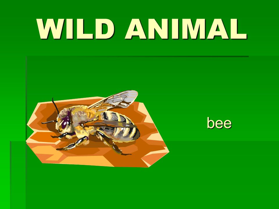 WILD ANIMAL bee