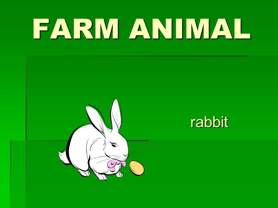 FARM ANIMAL rabbit