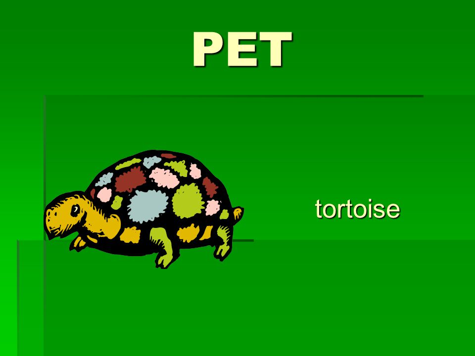 PET tortoise