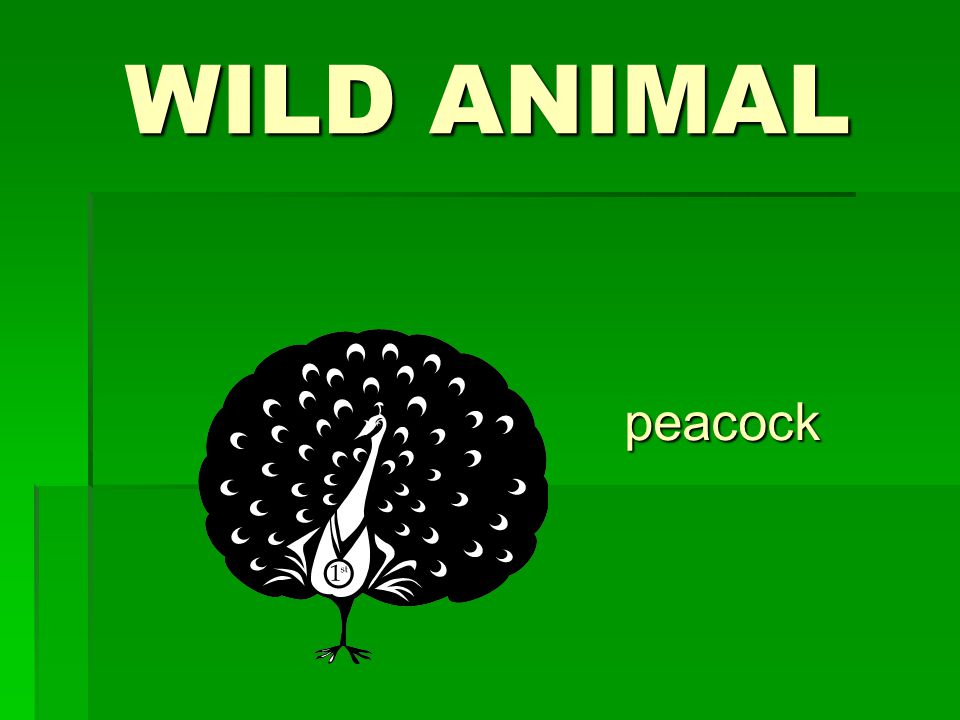 WILD ANIMAL peacock