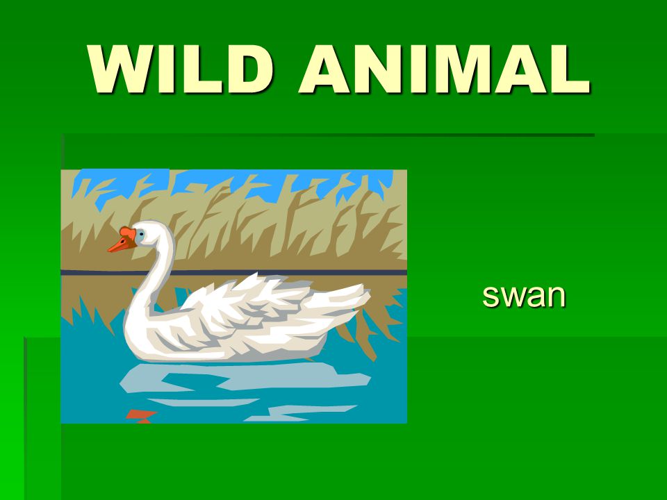 WILD ANIMAL swan