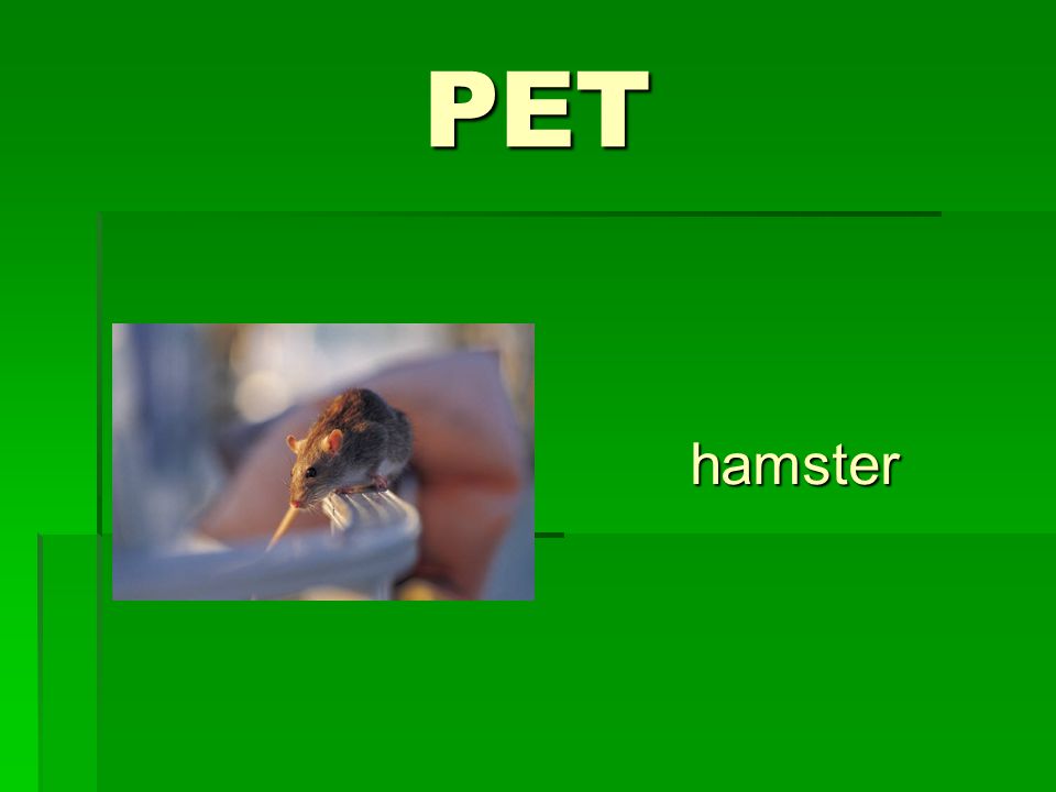 PET hamster