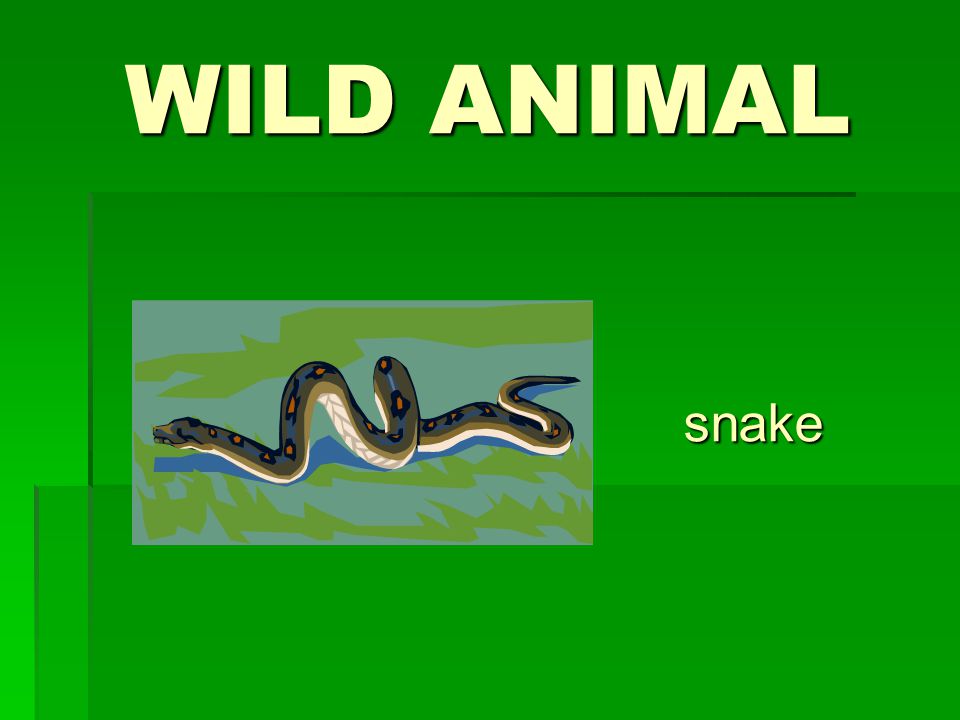 WILD ANIMAL snake