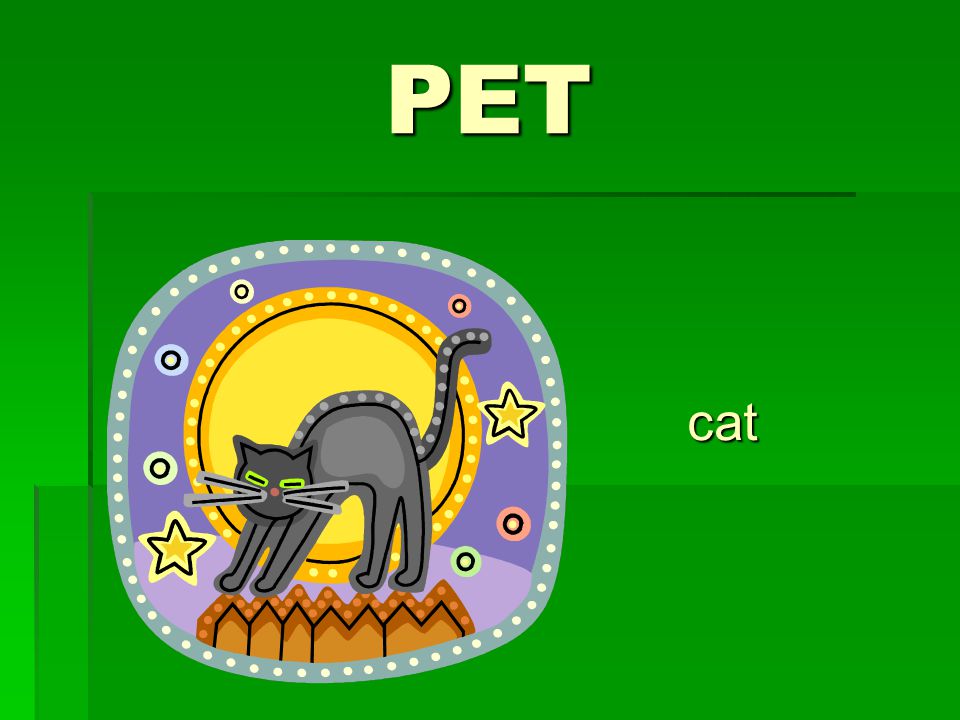 PET cat