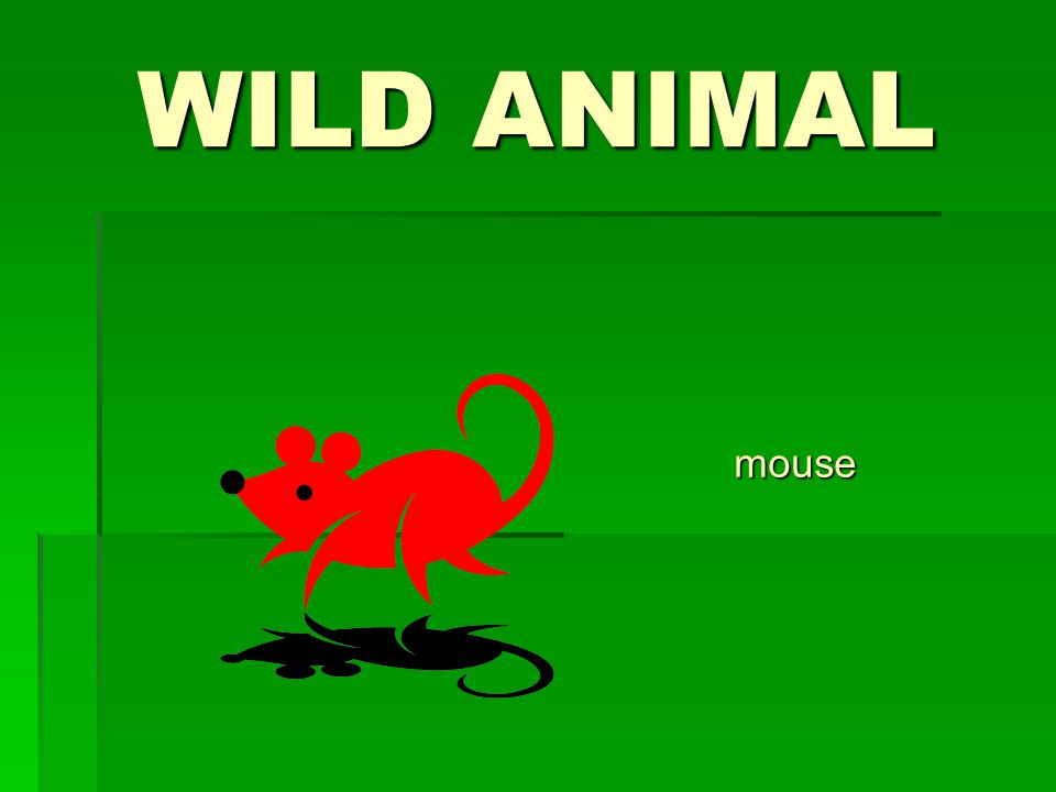 WILD ANIMAL mouse