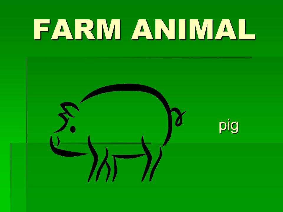 FARM ANIMAL pig