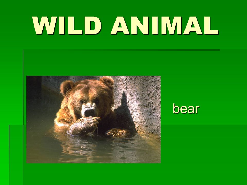 WILD ANIMAL bear