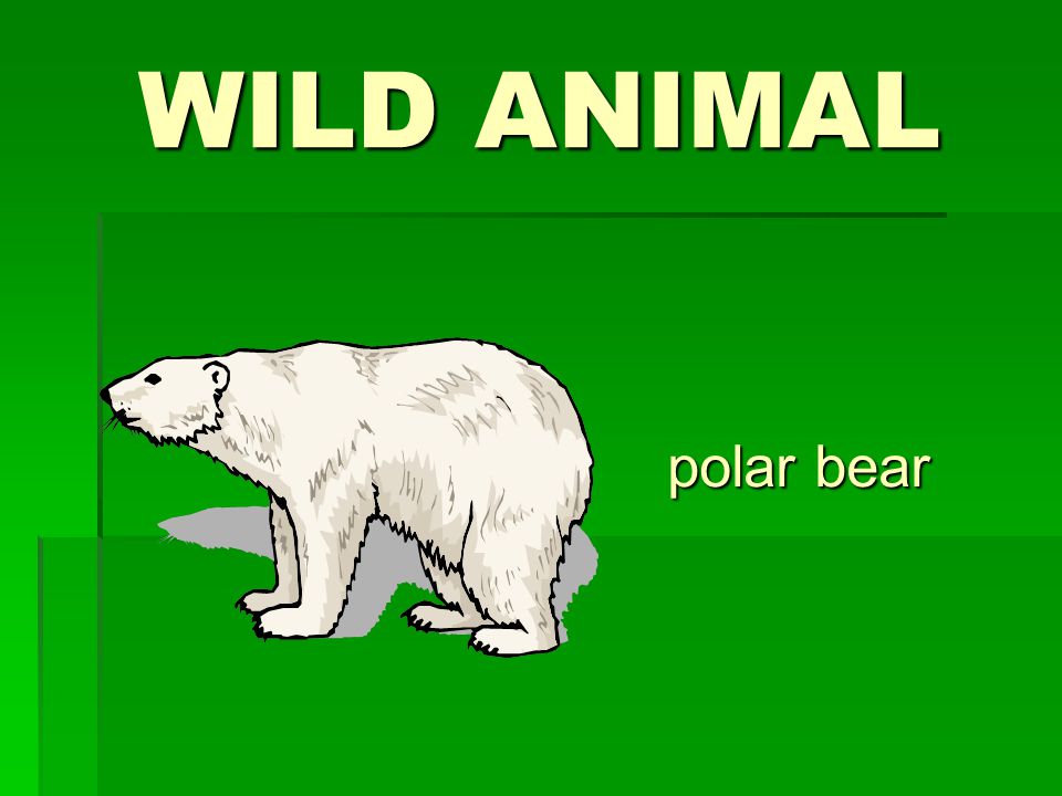 WILD ANIMAL polar bear