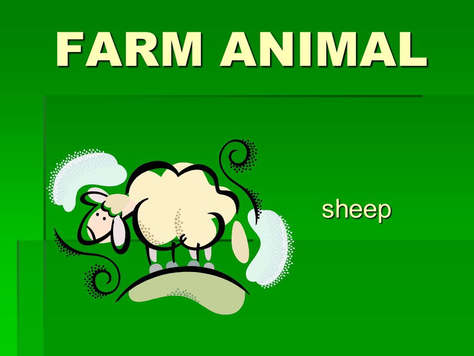FARM ANIMAL sheep
