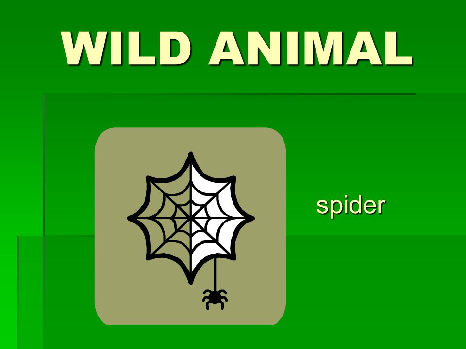 WILD ANIMAL spider