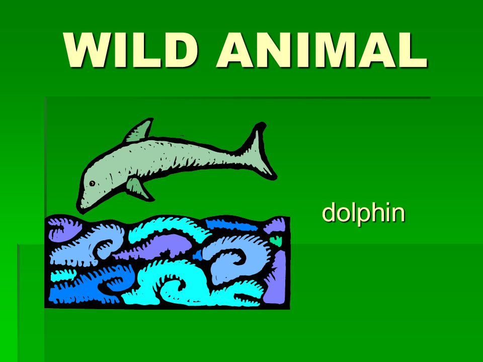 WILD ANIMAL dolphin