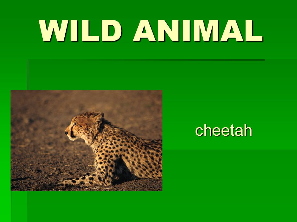 WILD ANIMAL cheetah