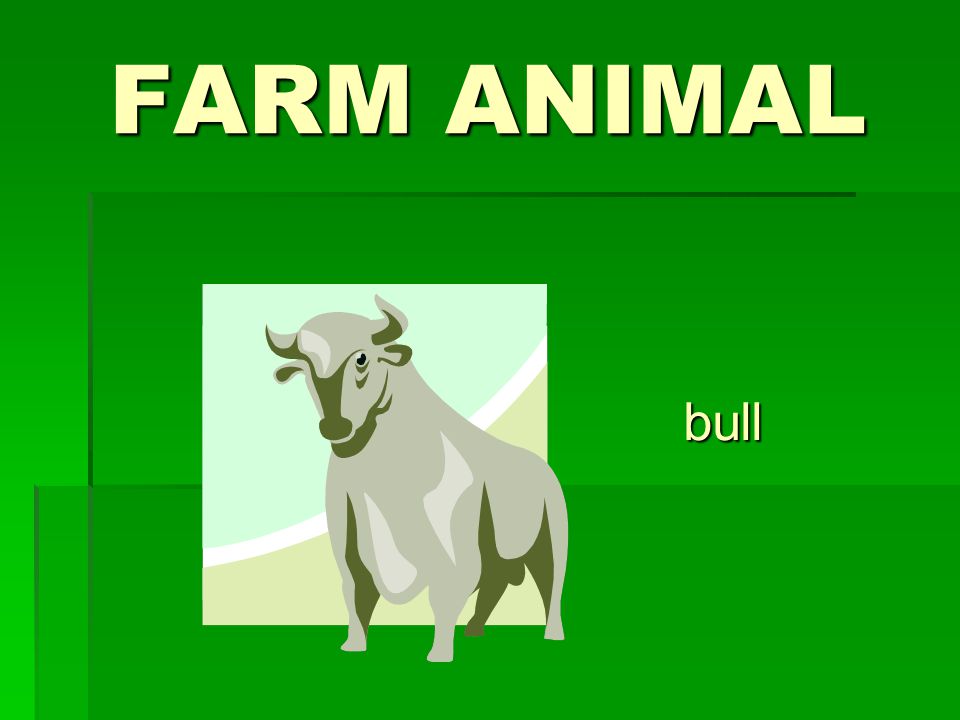 FARM ANIMAL bull