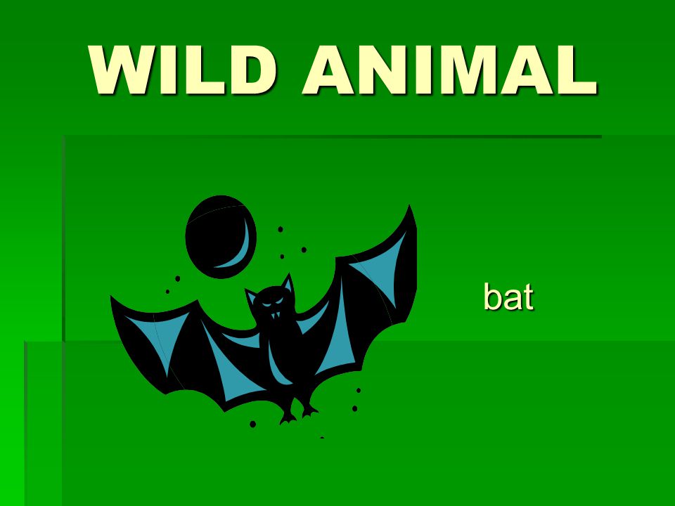 WILD ANIMAL bat