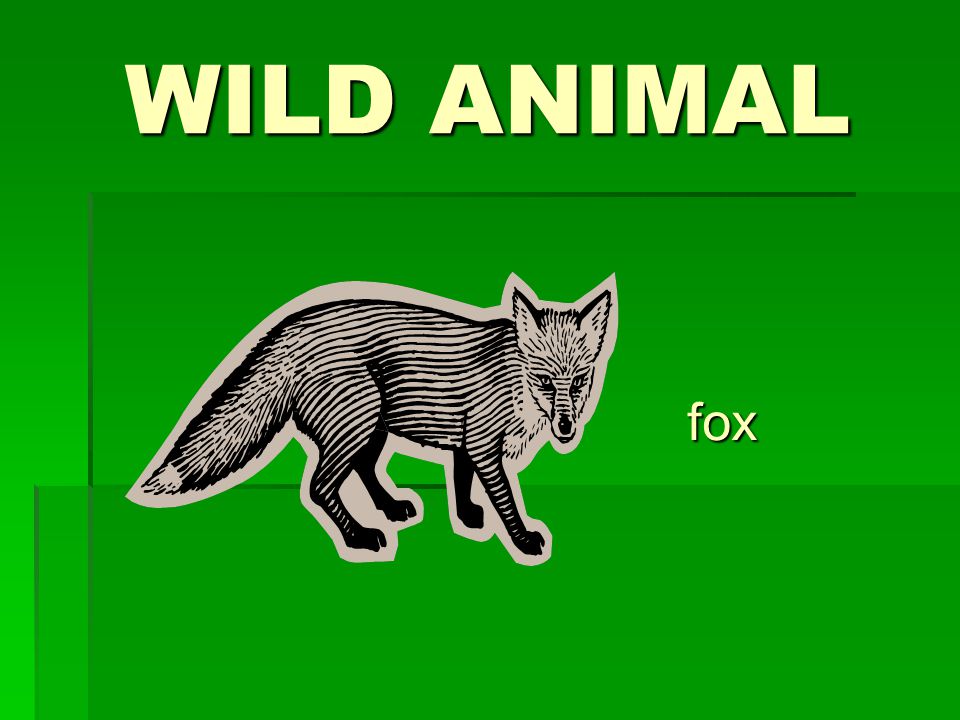 WILD ANIMAL fox