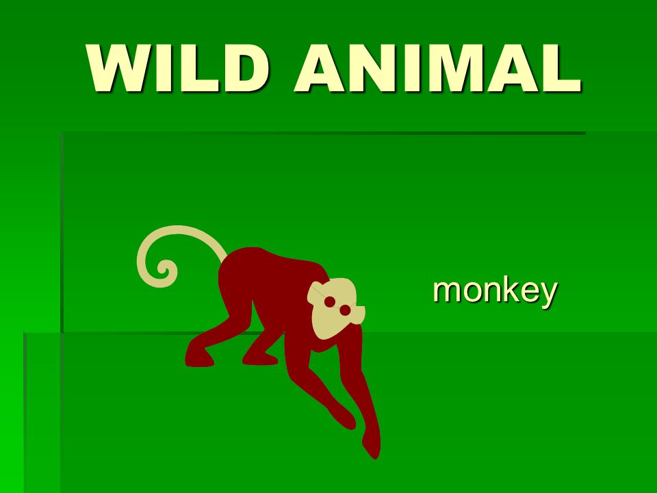 WILD ANIMAL monkey