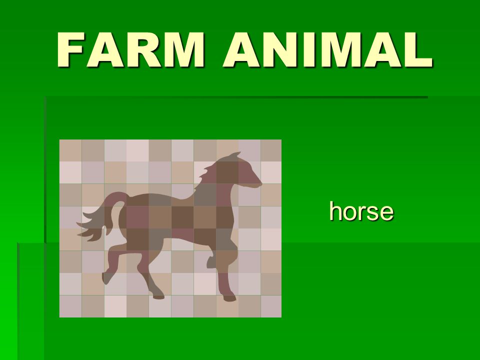 FARM ANIMAL horse