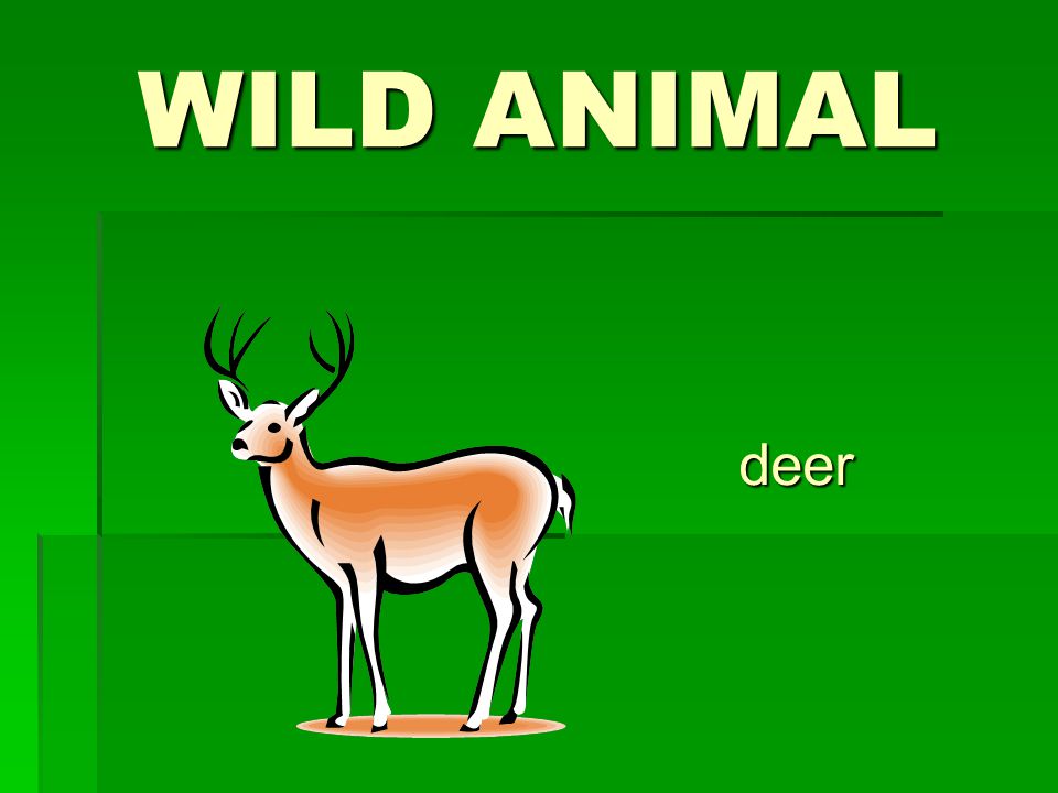 WILD ANIMAL deer