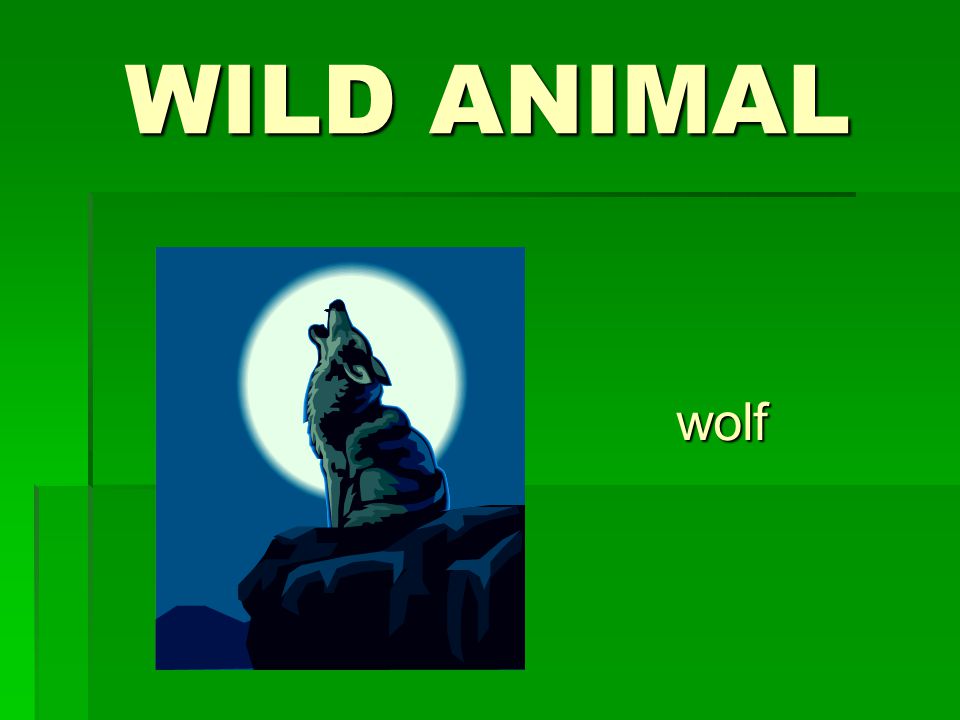 WILD ANIMAL wolf
